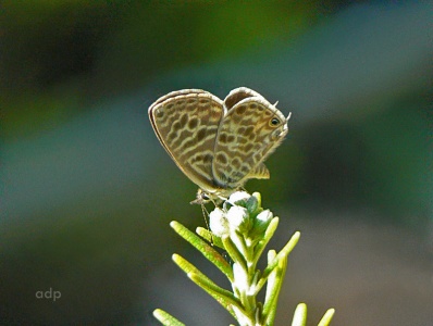 Lang's Short-tailed Blue (Syntarucus pirithous) Alan Prowse
